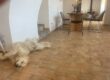 Golden retriever Nala relaxing on the terracotta floor at POMAR Coliving Algarve