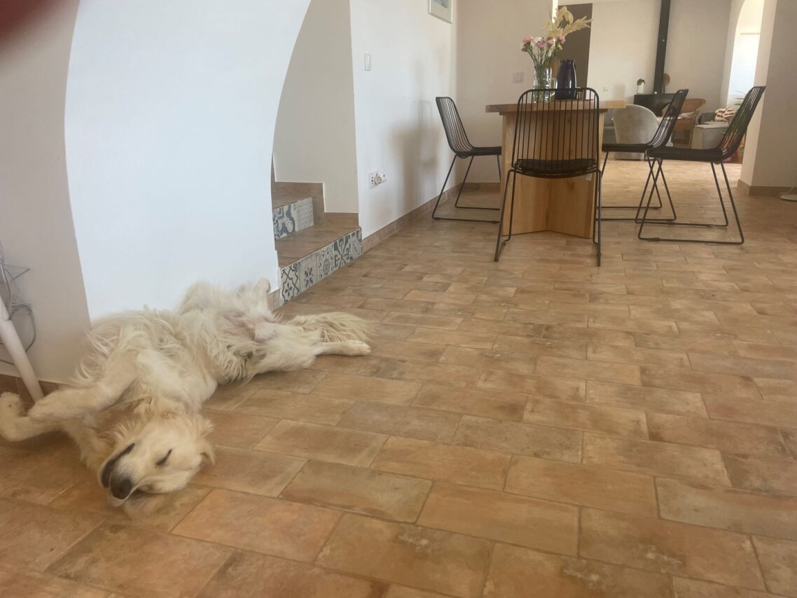 Golden retriever Nala relaxing on the terracotta floor at POMAR Coliving Algarve