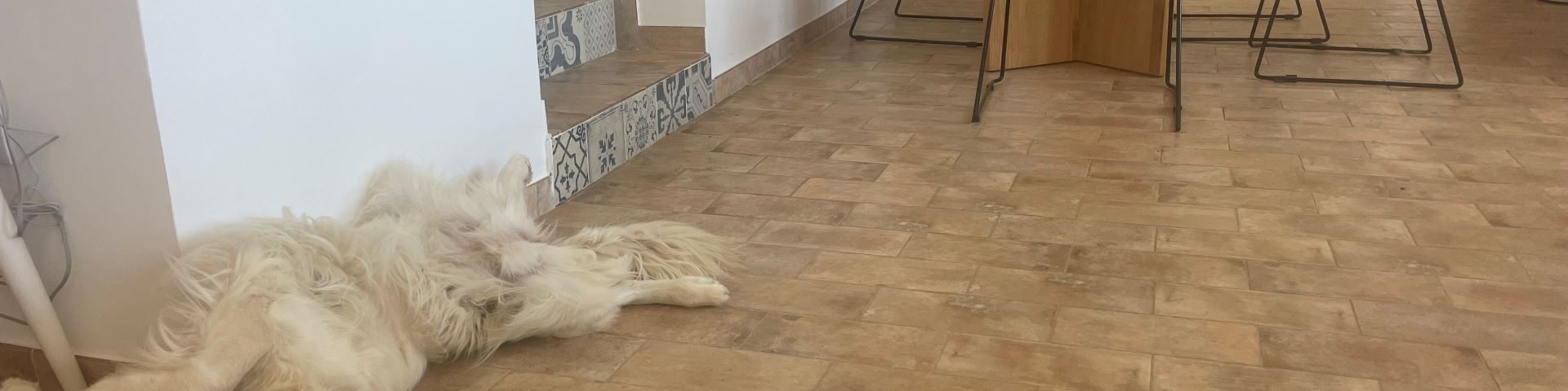 nala resting on the floor of POMAR coliving Golden retriever Nala relaxing on the terracotta floor at POMAR Coliving Algarve